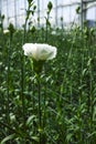 ÃÂ¡ultivation of Dianthus caryophyllus, theÃÂ carnation flowering